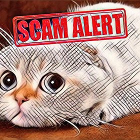 Scam in HYIP does not always go on the wish of the administrator